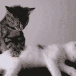 Kitty masseuse 