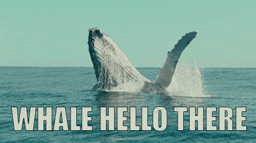Image result for whale hello there
