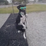 Deal With It Dog