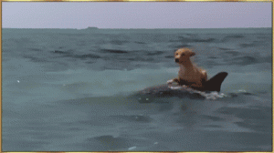 Dog riding dolphin