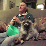 Chillin’ with a Raccoon