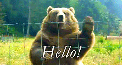 hello-bear.gif