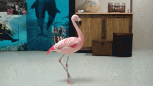 Flamingo Modeling