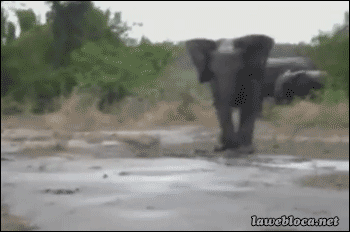 Elephant Slip