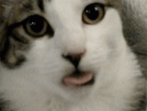 cat tongue