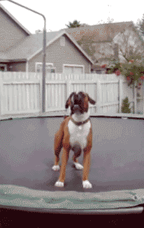 trampoline_dog.gif