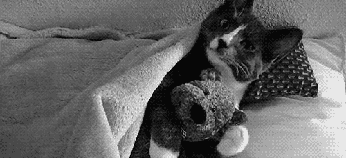 cuddle_kitty.gif