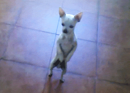 Chihuahua-dance.gif