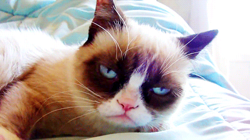 Grumpy Cat hardly staying awake.