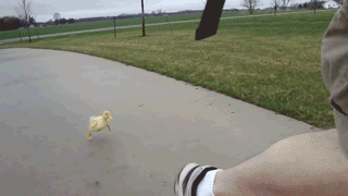 duckling running attack