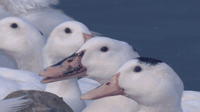 lol-duck.gif%20