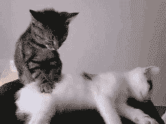 Kitty masseuse