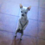 Dancing Chihuahua 