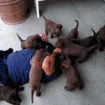 When puppies attack!