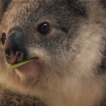 Koala Wink