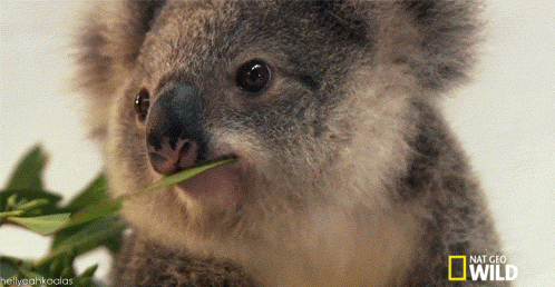 Koala Wink - Reaction GIFs