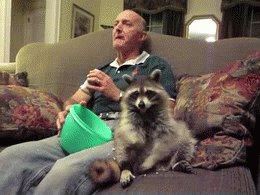 Chillin’ with a Raccoon