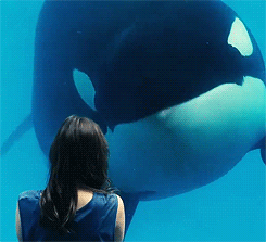 Killer Whale – Yes