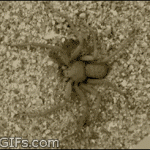 Self-burying Spider