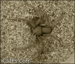Self-burying Spider