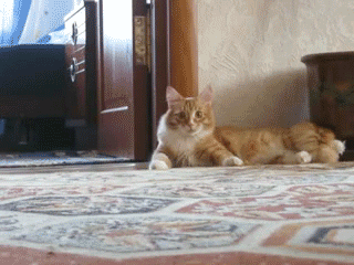 arching-kitty1.gif